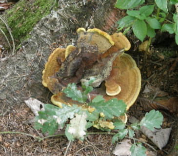 Plodnice hnědáku na smrku, ŠLP ML Křtiny 2011.