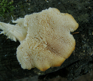 Labyrintické hymenium plodnice, NS Bílá Opava, Jeseníky 2006.