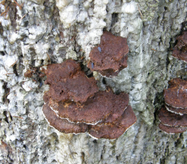 Plodnice ďubkatce, ŠLP ML Křtiny 2010.