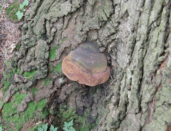 Plodnice na jedli, Arboretum Křtiny 2012.