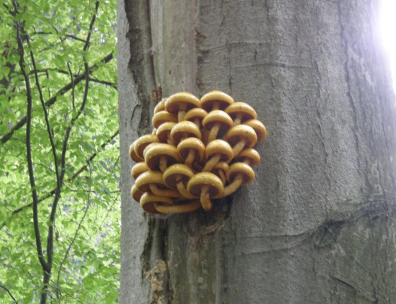 Plodnice na buku, Arboretum Křtiny 2004.