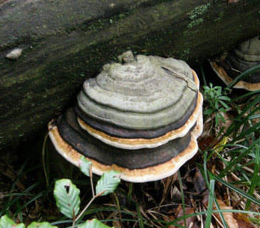 Plodnice na buku, Arboretum Křtiny 2010.
