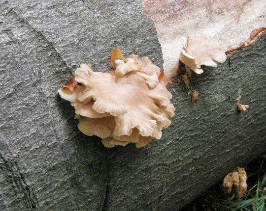Staré plodnice na buku, PR Coufavá 2016.