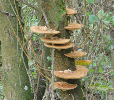 Plodnice na vrbě, ŠLP ML Křrtiny 2019.