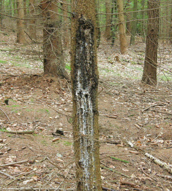 Smrk s hnilobou pevníku a silnými výrony pryskyřice, ŠLP ML Křtiny 2014.