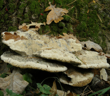 Plodnice rezavce na bázi dubu, Lednice park 2013.