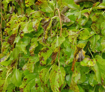 Skvrny na listech moruše, Brno Mendelu BZA 2008.