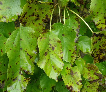 Skvrny na listech moruše, Brno Mendelu BZA 2008.