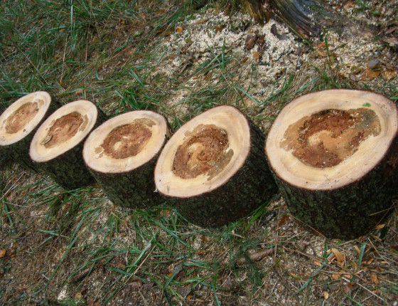 Hniloba kořenovníku na smrku, ŠLP ML Křtiny 2015.