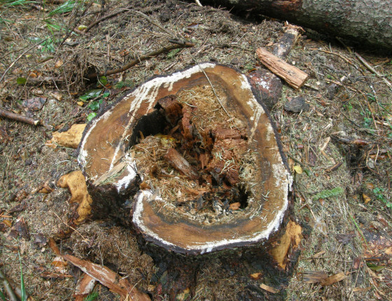 Hniloba kořenovníku na smrku, ŠLP ML Křtiny 2015.