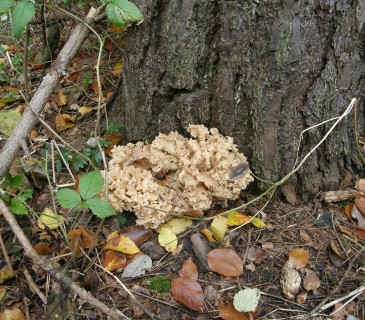 Plodnice kotrče na bázi borovice, PR Coufavá 2019.
