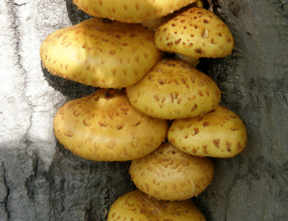 Detail povrchu klobouku, Arboretum Křtiny 2005.