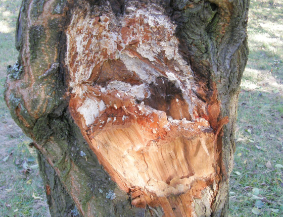 Hniloba na švestce, Račice 2016.