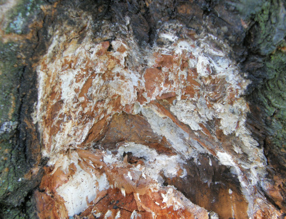 Detail hniloby na rozlomeném kmeni švestky, Račice 2016.