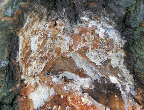 Detail hniloby na rozlomeném kmeni švestky, Račice 2016.