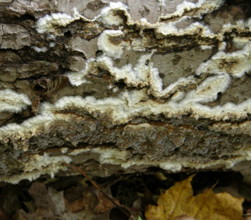 Plodnice poprašky, ŠLP ML Křtiny 2014.