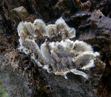 Plodnice poprašky, ŠLP ML Křtiny 2014.