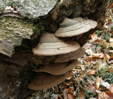 Plodnice na kmenu buku, Rakovecké údolí 2014.
