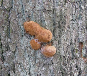 Mladé plodnice na dubu, ŠLP ML Křtiny 2008.