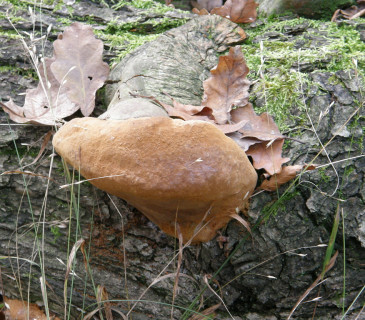 Plodnice na kmenu dubu, Arboretum Křtiny 2006.