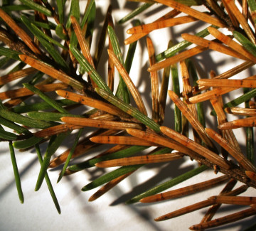 Symptomy a acervuli na jehlicích smrku, laboratoř ÚOLM LDF Brno 2006.