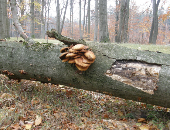 Staré plodnice na buku, PR Rakovec, ŠLP ML Křtiny 2010.