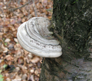 Plodnice na třešni, PR Coufavá 2011.