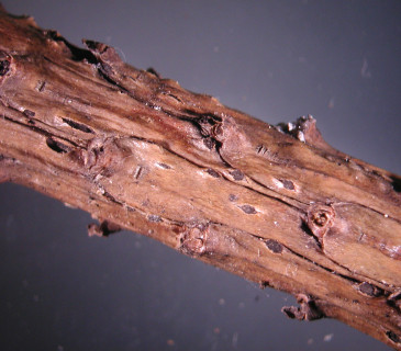 Narůstání pyknid na borce borovice, laboratoř ÚOLM LDF Brno 2006.