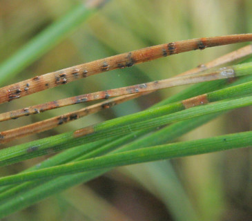 Detail acervulí na jehlici, Zubří 2009.