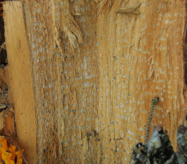 Detail voštinové hniloby, ŠLP ML Křtiny 2009.