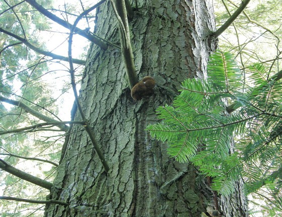 Plodnice na jedli, Arboretum Křtiny 2005.