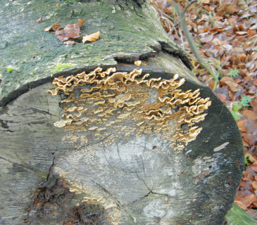 Plodnice na kmenu buku, Arboretum Křtiny 2021.