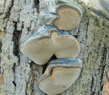 Plodnice na vrbě, Obřany Brno 2012.