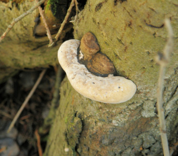Plodnice na vrbě, Arboretum Křtiny 2012.