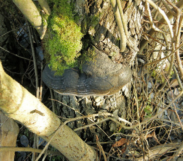 Plodnice na vrbě, Arboretum Křtiny 2006.