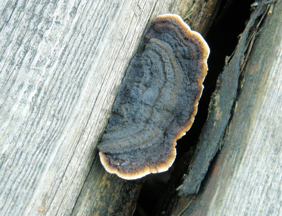 Plodnice trámovky, Brno 2005.