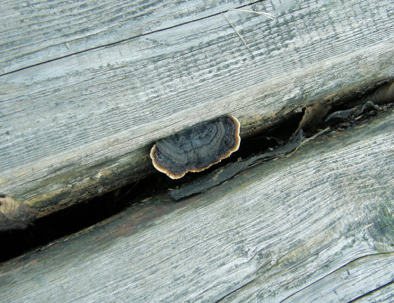 Plodnice trámovky, Brno 2005.