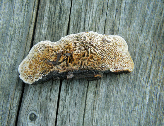 Hymenium plodnice, Brno 2005.