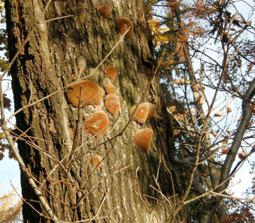 Plodnice na dubu, PR Coufavá Útěchov 2012.