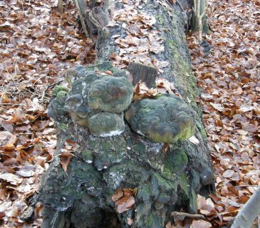Plodnice na kmenu dubu, Arboretum Křtiny 2006.
