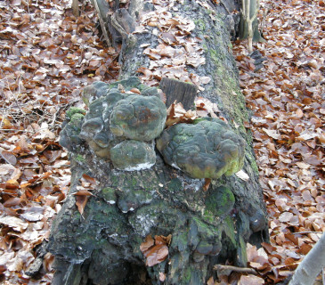 Plodnice na kmenu dubu, Arboretum Křtiny 2006.