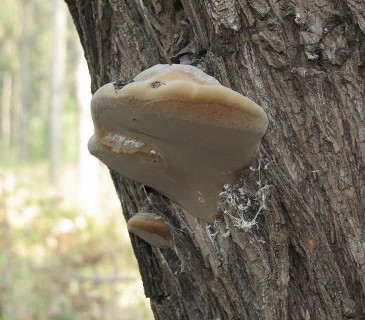 Plodnice na vrbě, Arboretum Křtiny 2006.