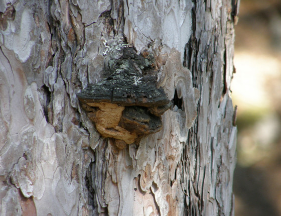 Plodnice na borovici černé, Zákupy park 2012.