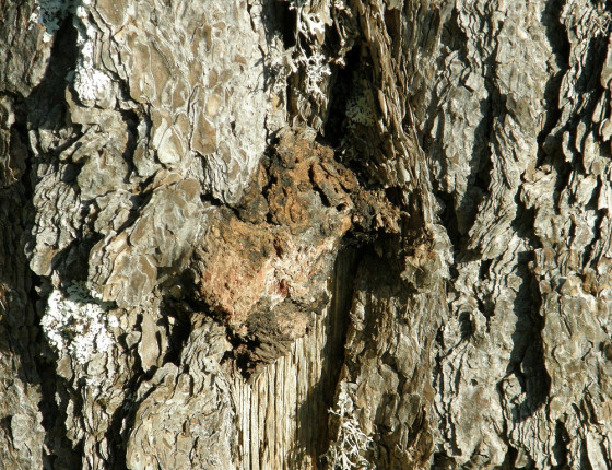 Ulomená plodnice na borovici, Mimoň 2002.