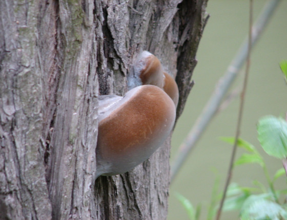 Plodnice na topolu, Svitava Brno 2002.