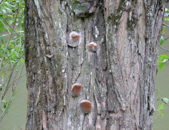 Plodnice na topolu, Svitava Brno 2002.