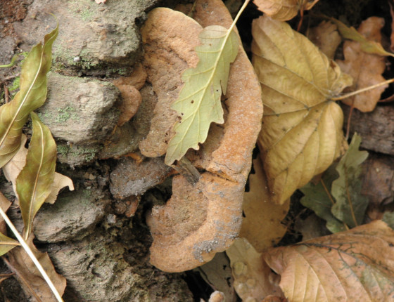 Plodnice na pařezu dubu, Lednice park 2012.
