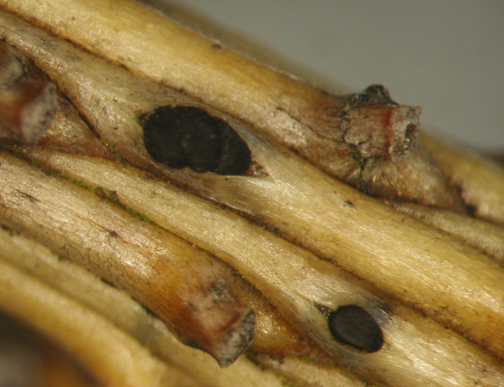 Pyknidy na borce smrku, laboratoř ÚOLM LDF Brno, 2003.