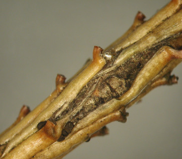 Pyknidy na borce smrku, laboratoř ÚOLM LDF Brno, 2003.