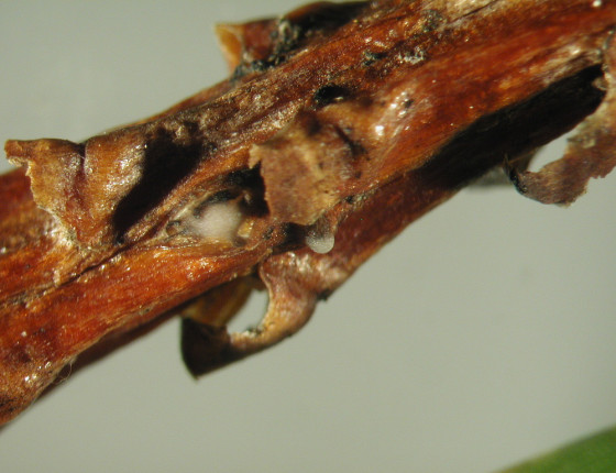 Pyknidy na borce smrku, laboratoř ÚOLM LDF Brno, 2003.